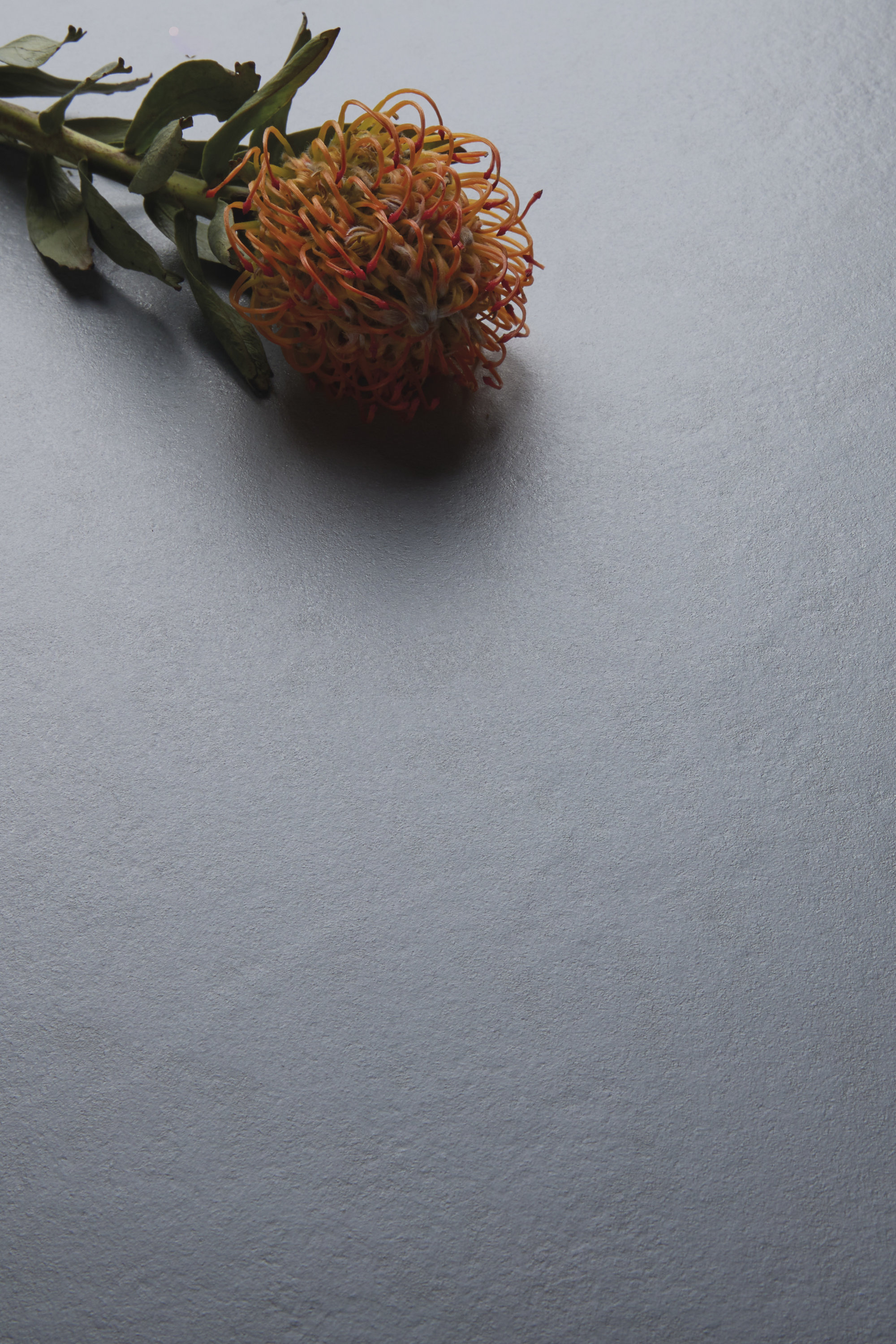 Esthétique de haute qualité : fleur orange sur fond gris.