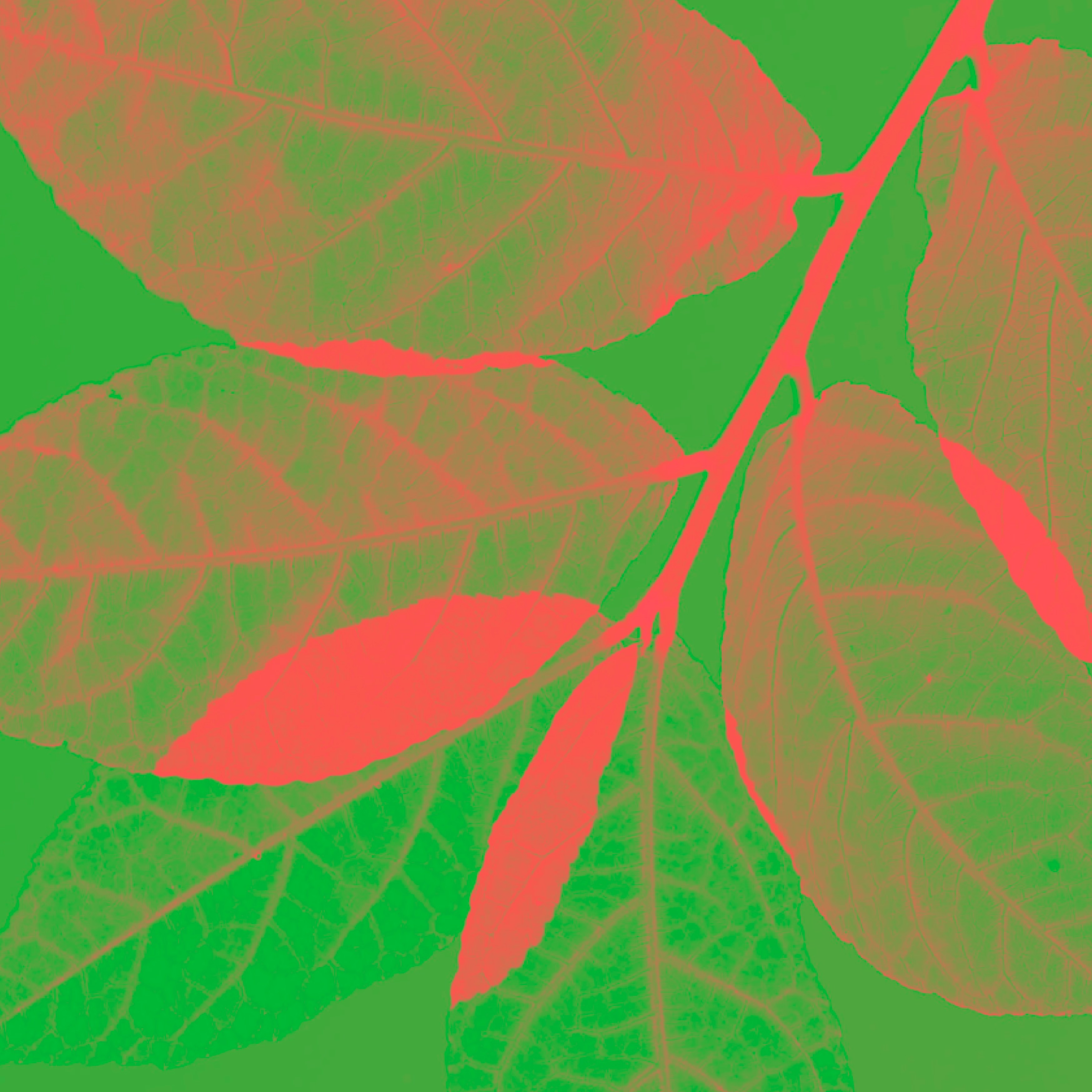 Motif de feuilles abstrait en vert vif et rouge corail, idéal pour un design d'intérieur moderne.